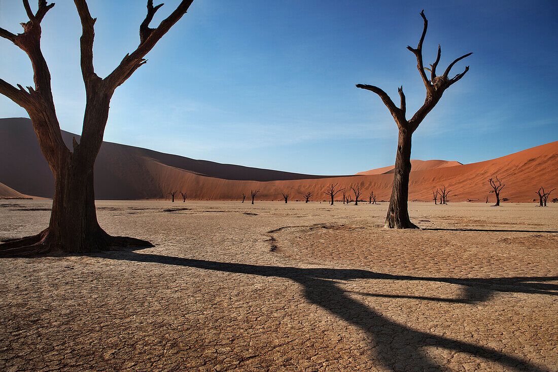 Dead camel thorn trees with red dunes at Dead Vlei, around Sossusvlei, Namib Naukluft National Park, Namibia, Namib desert, Africa