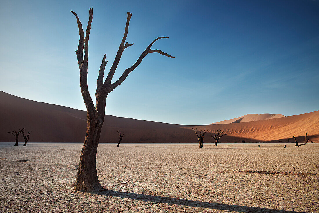 Dead camel thorn trees with red dunes at Dead Vlei, around Sossusvlei, Namib Naukluft National Park, Namibia, Namib desert, Africa