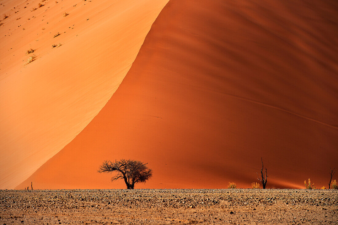 Dünenkamm der Düne 45, orangener Sand, bei Sossusvlei, Namib Naukluft Park, Namibia, Namib Wüste, Afrika