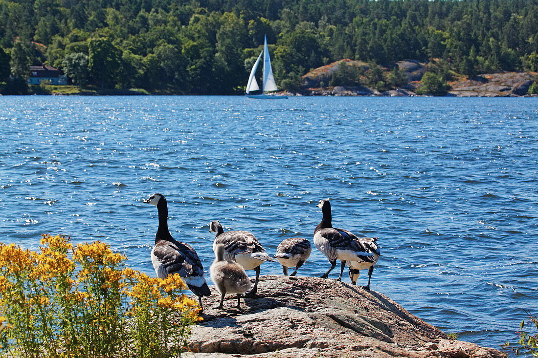 Insel Fjäderholmarna, Stockholm, Schweden