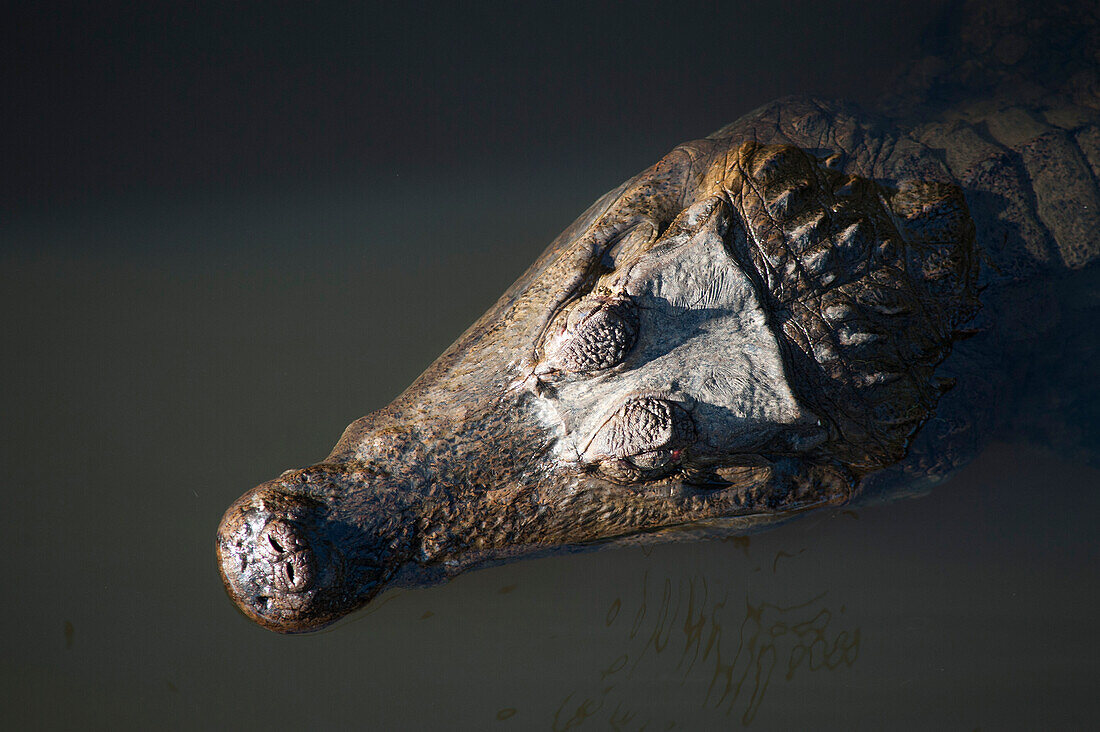 Schwarzer Kaiman (Melanosuchus niger), Lago Vitoria Regia, Manaus, Amazonas, Brasilien