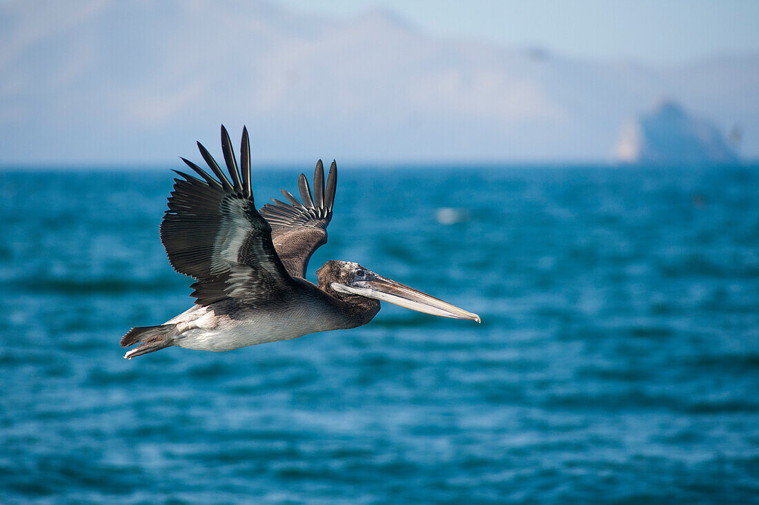 Brown pelican (Pelecanus occidentalis) on the wing, Paracas National Reserve, Islas Ballestas, Peru