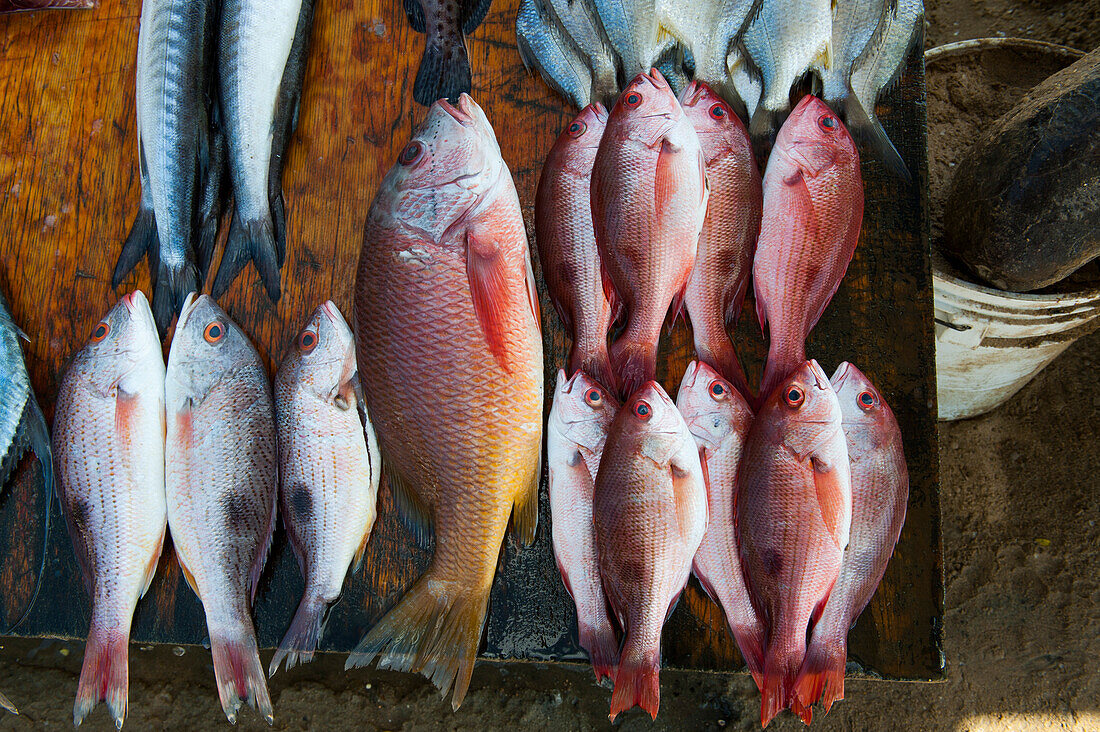 Fische an einem Verkaufsstand am Playa Las Hamacas, Acapulco, Guerrero, Mexiko
