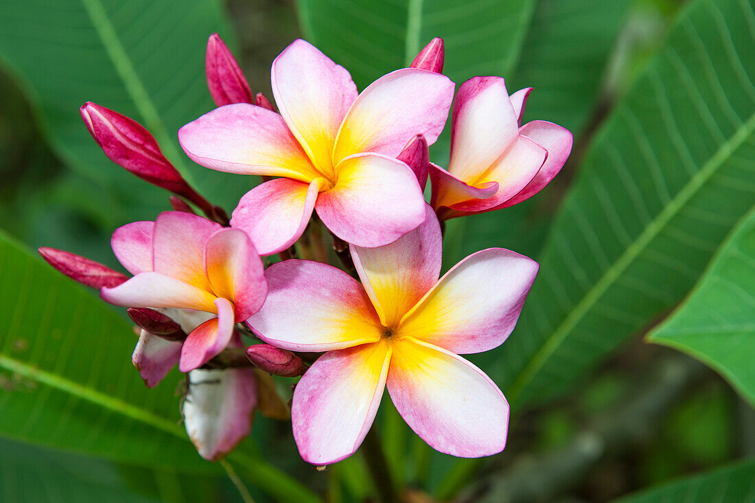 Frangipani, Machalilla National Park, Manabi, Ecuador