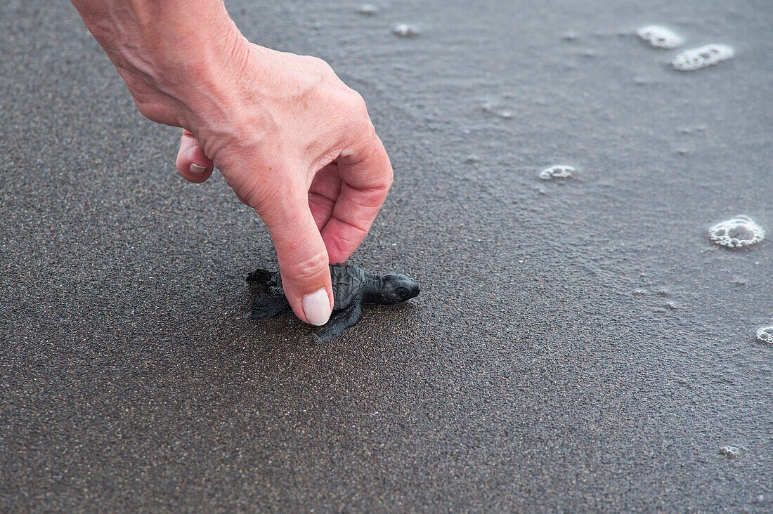 Junge Meeresschildkröte wird am Strand vom Schildkrötenschutzzentrum von Cuyutlan in den Pazifik gelassen, Manzanillo, Colima, Mexiko