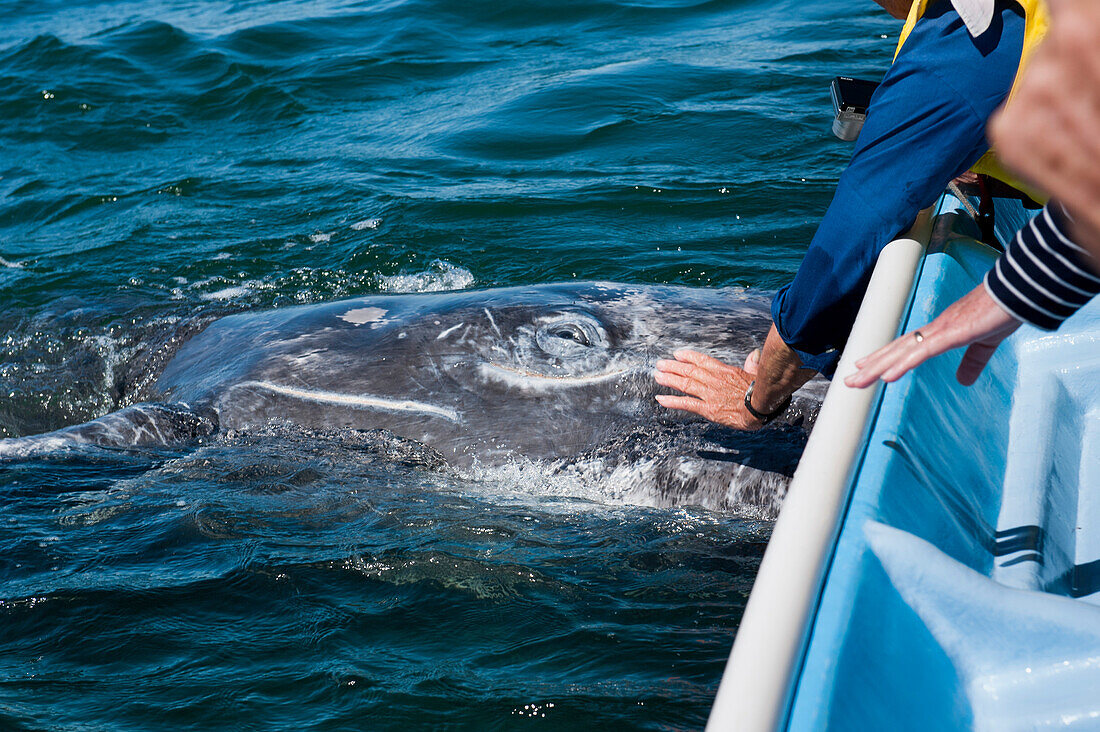 Man touching a gray whale (Eschrichtius robustus) during a whale-watching trip, Loreto, Baja California Sur, Mexico