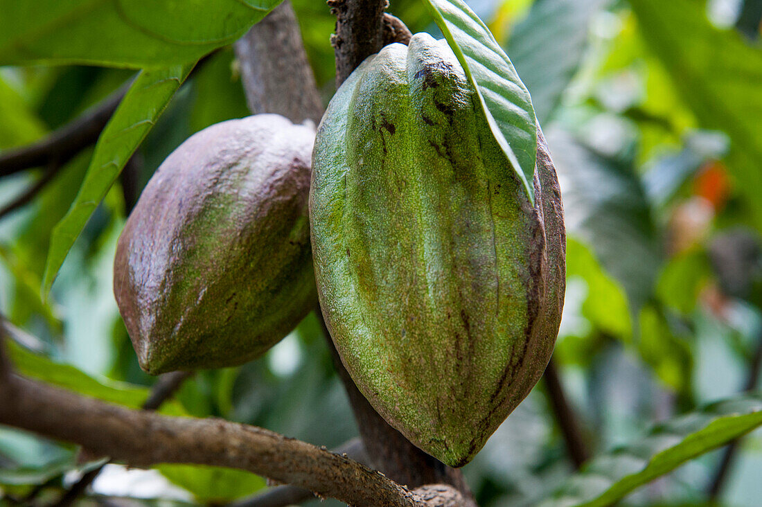 Cocoa pods, Acajutla, Sonsonate, El Salvador