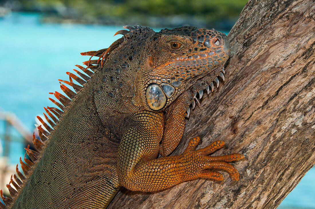 Leguan (Ctenosaura similis) im Xel-Ha Park, Tulum, Riviera Maya, Quintana Roo, Mexiko