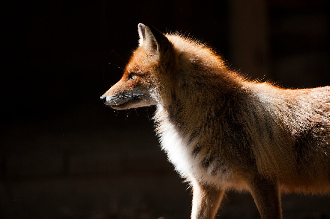 Fox in animal park, open air museum Verkhniye Mandrogi, Leningrad Oblast, Russia