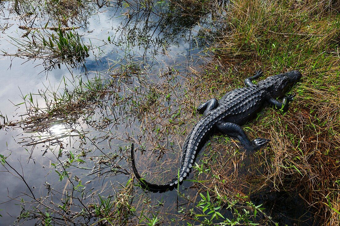 AMERICAN ALLIGATOR (Alligator mississippiensis), Everglades National Park, FLORIDA, USA, AMERICA.