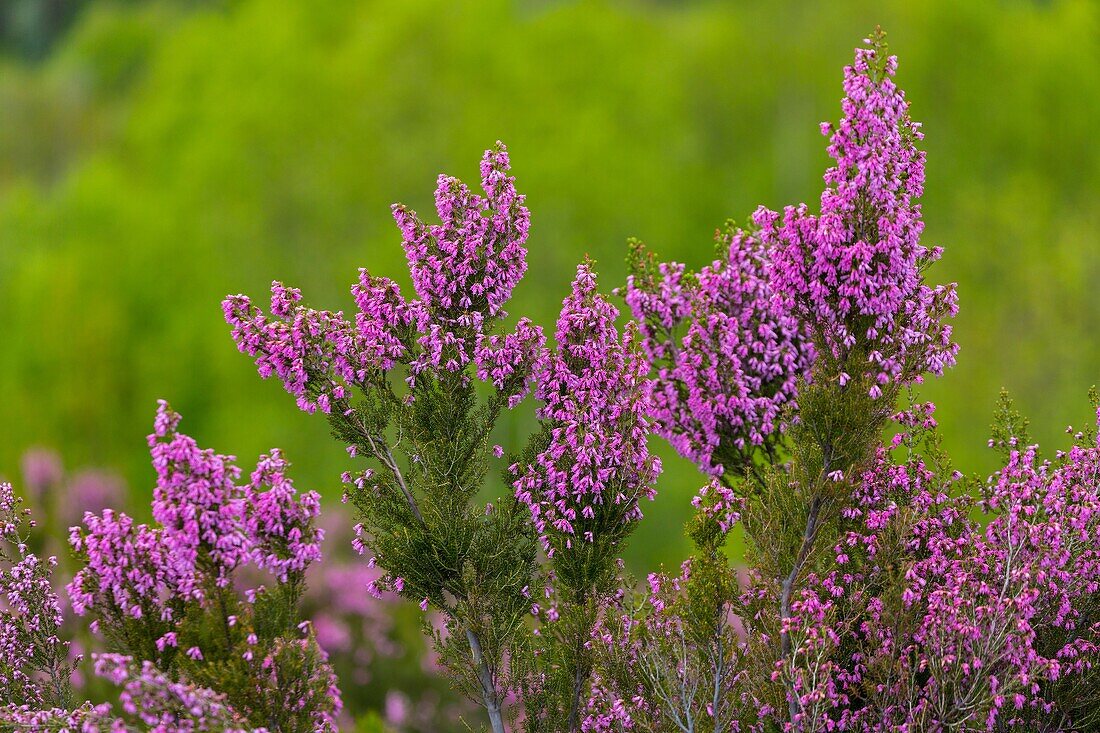 HEATHER Erica australis, Fuentes del Narcea, Degaña e Ibias Natural Park, Asturias, Spain, Europe.