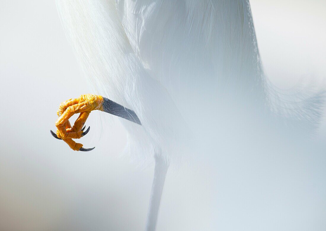 SNOWY EGRET (Egretta thula), Everglades National Park, FLORIDA, USA, AMERICA.