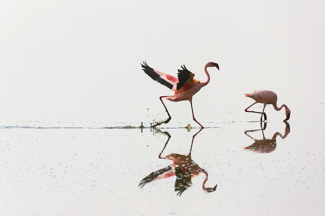 Lesser flamingo, Nakuro Lake, Rift Valley, Kenya, Africa