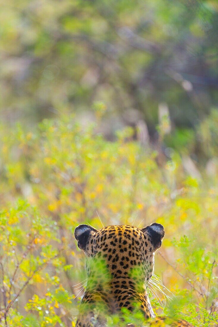 LEOPARD Panthera pardus.