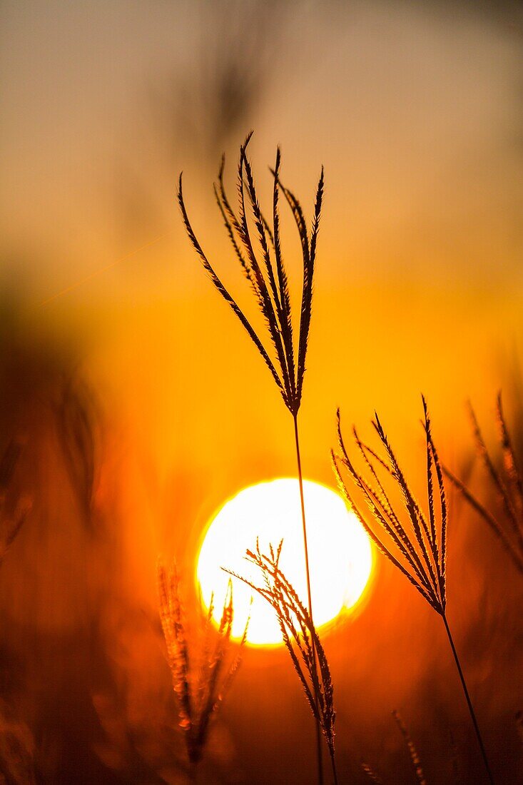 Okavango Delta, Botswana, Africa.