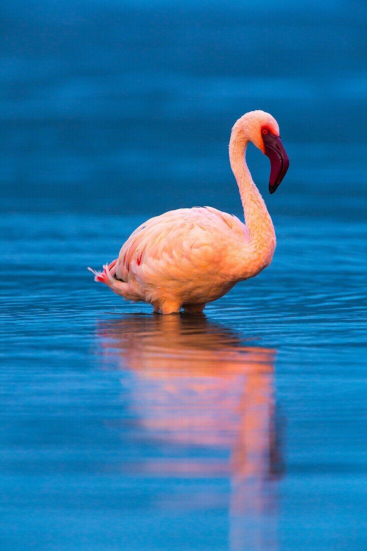 Lesser flamingo, Bogoria Lake, Rift Vally, Kenia, Africa