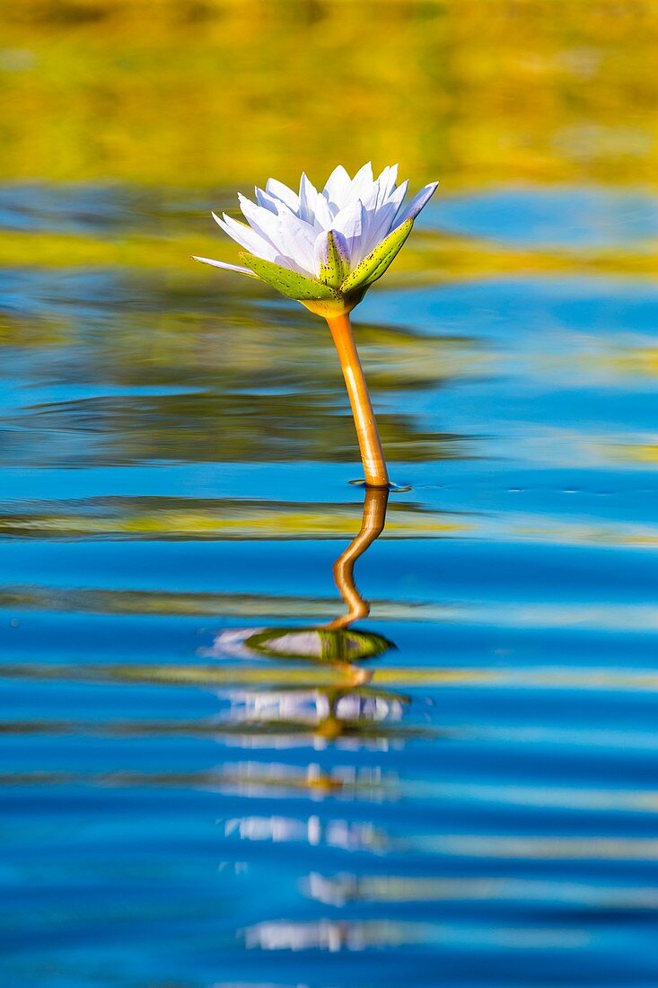 Water lily, Okavango Delta, Botswana, Africa.