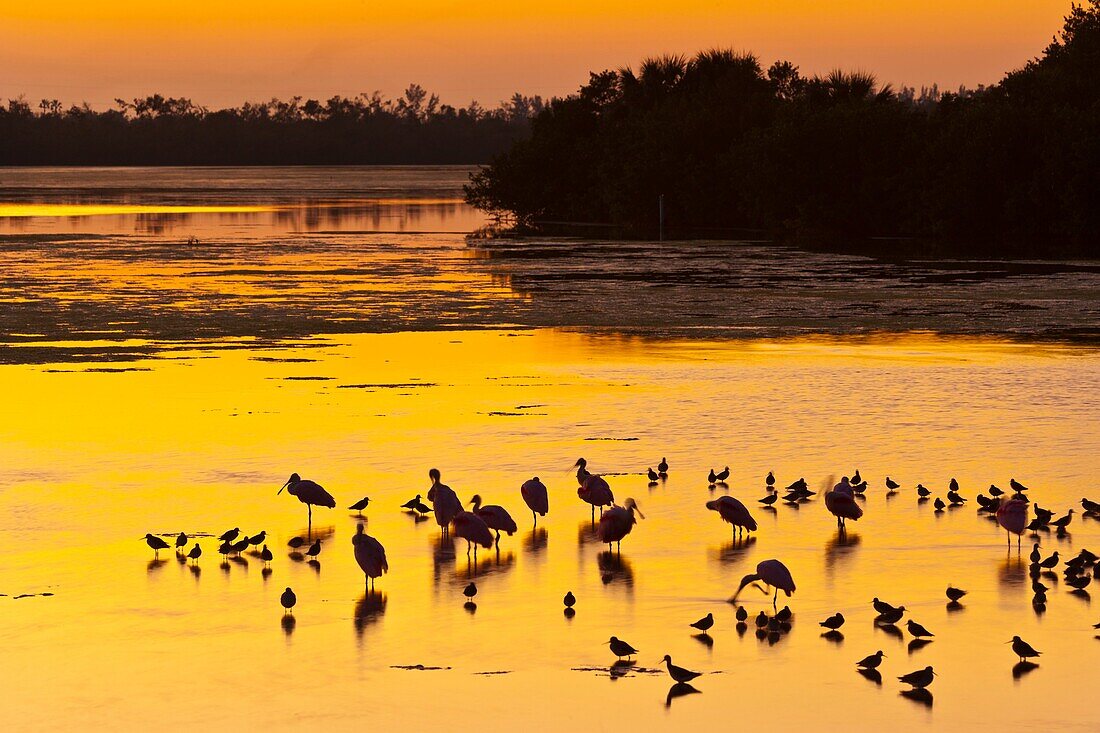 Everglades National Park, FLORIDA, USA, AMERICA.