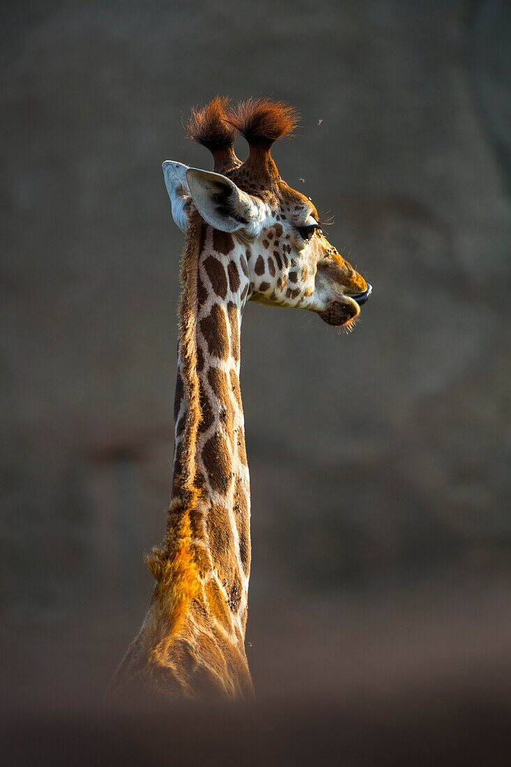 Rothschild´s giraffe (Giraffa camelopardalis rothschildi), Kenya, Africa