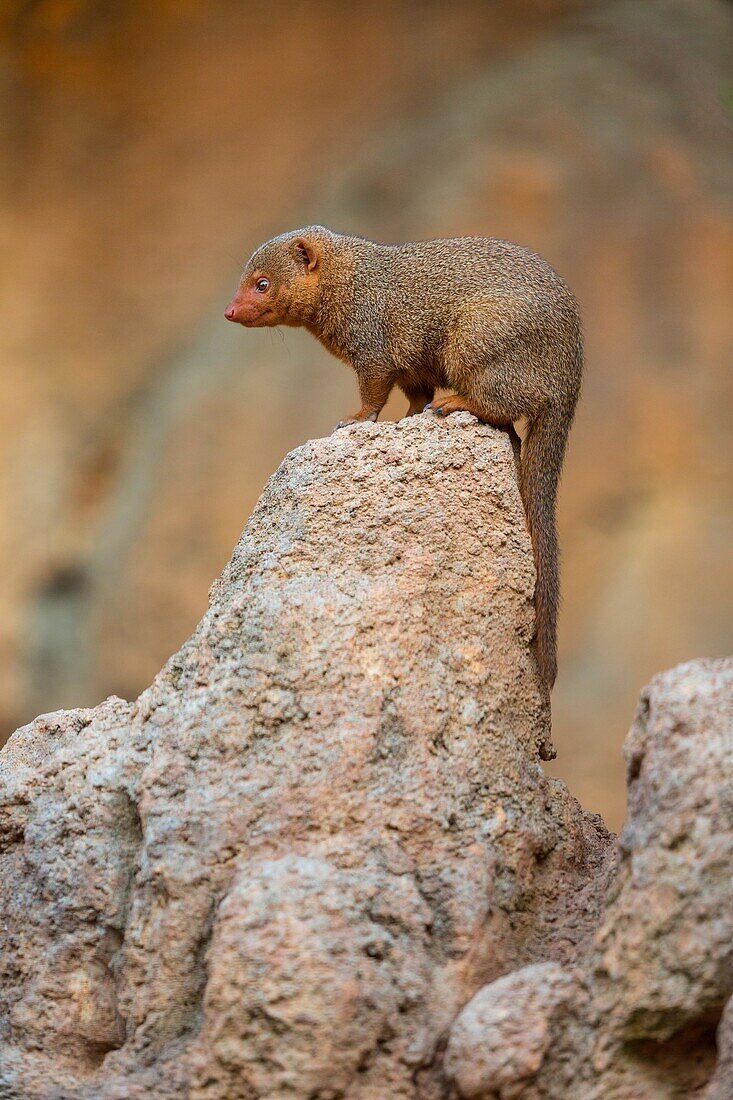 Common dwarf mongoose (Helogale parvula), Namib, Africa