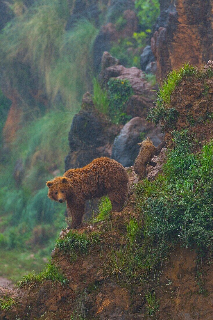 Brown bear Ursus arctos. Cabarceno Natural Park. Cantabria. Spain