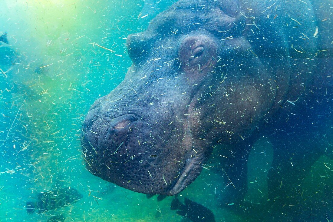 Hippopotamus (Hippopotamus amphibius), or hippo. Bioparc Zoo, Valencia, Spain