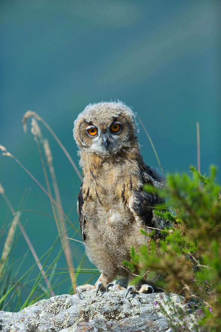 Eurasian Eagle-Owl Bubo bubo. Saja Natural Park. Cantabria. Spain