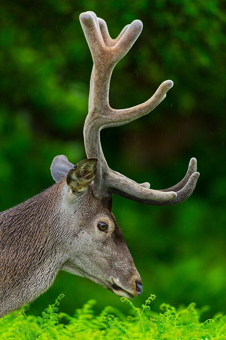 Red deer Cervus elaphus. Saja natural park. Cantabria. Spain