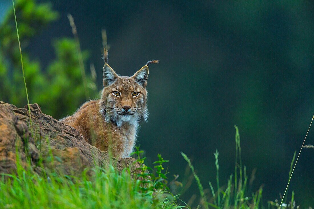Eurasian lynx Lynx lynx. Cabarceno Natural Park. Cantabria. Spain