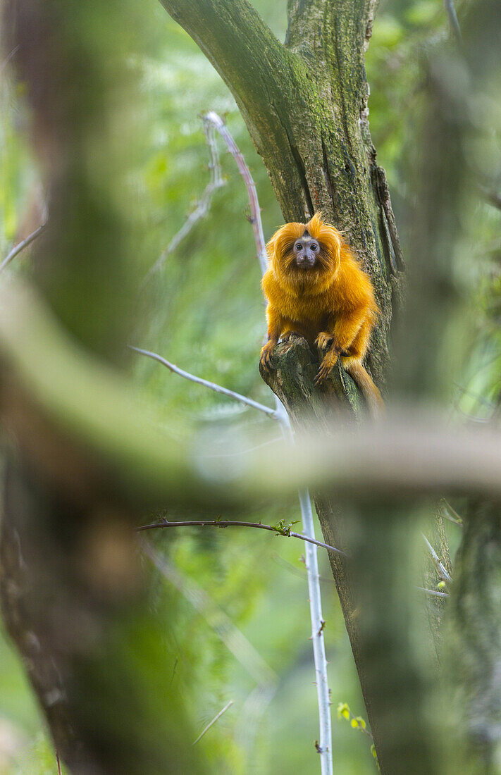 GOLDEN LION TAMARINLeontopithecus rosalia. Apenheul Zoo, Holland.