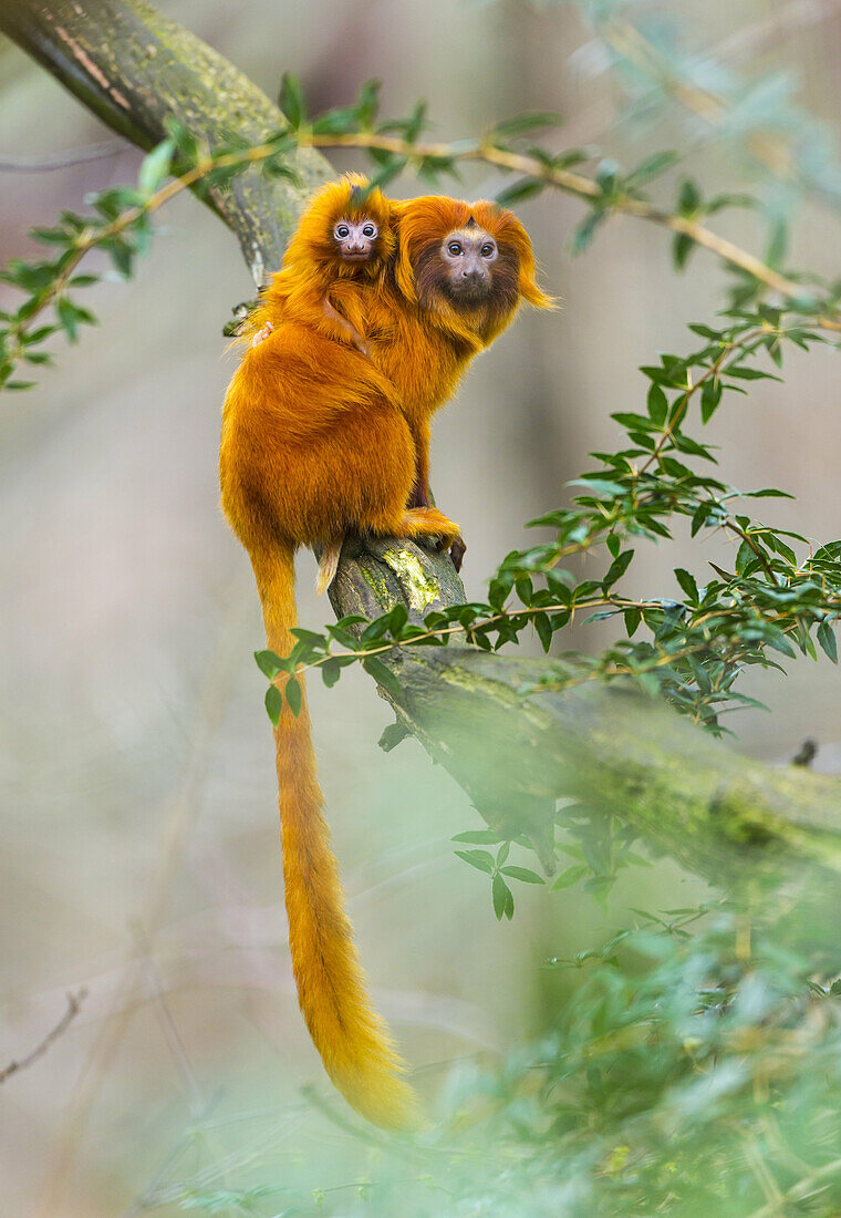 GOLDEN LION TAMARINLeontopithecus rosalia. Apenheul Zoo, Holland.