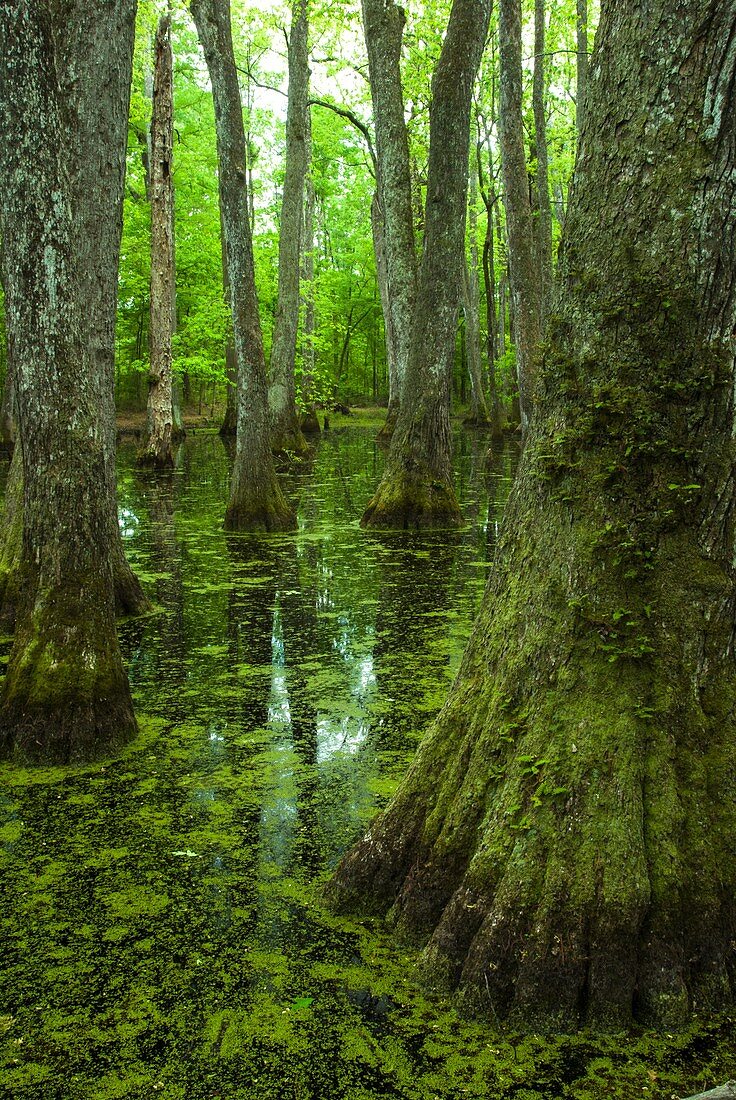 Cypress Swamp, Natchez Trace, Mississippi.