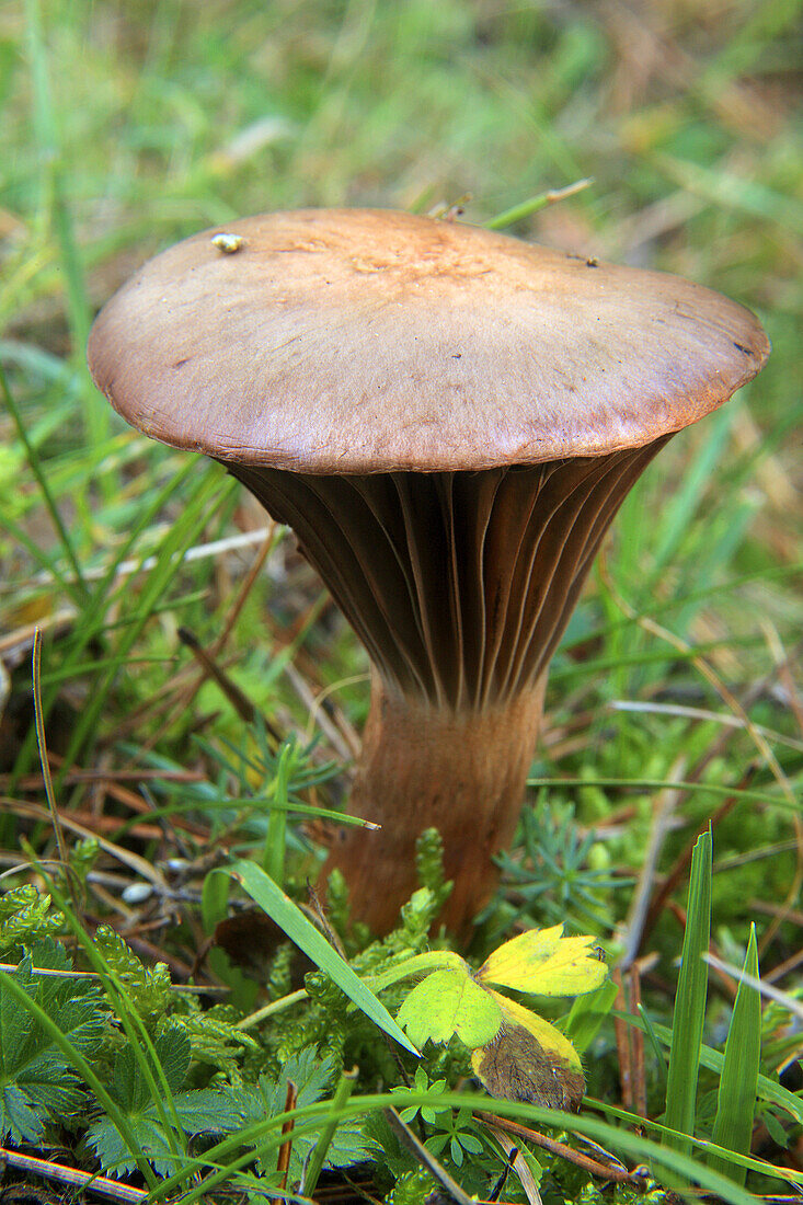 mushroom in the natural park Serranía de Cuenca.
