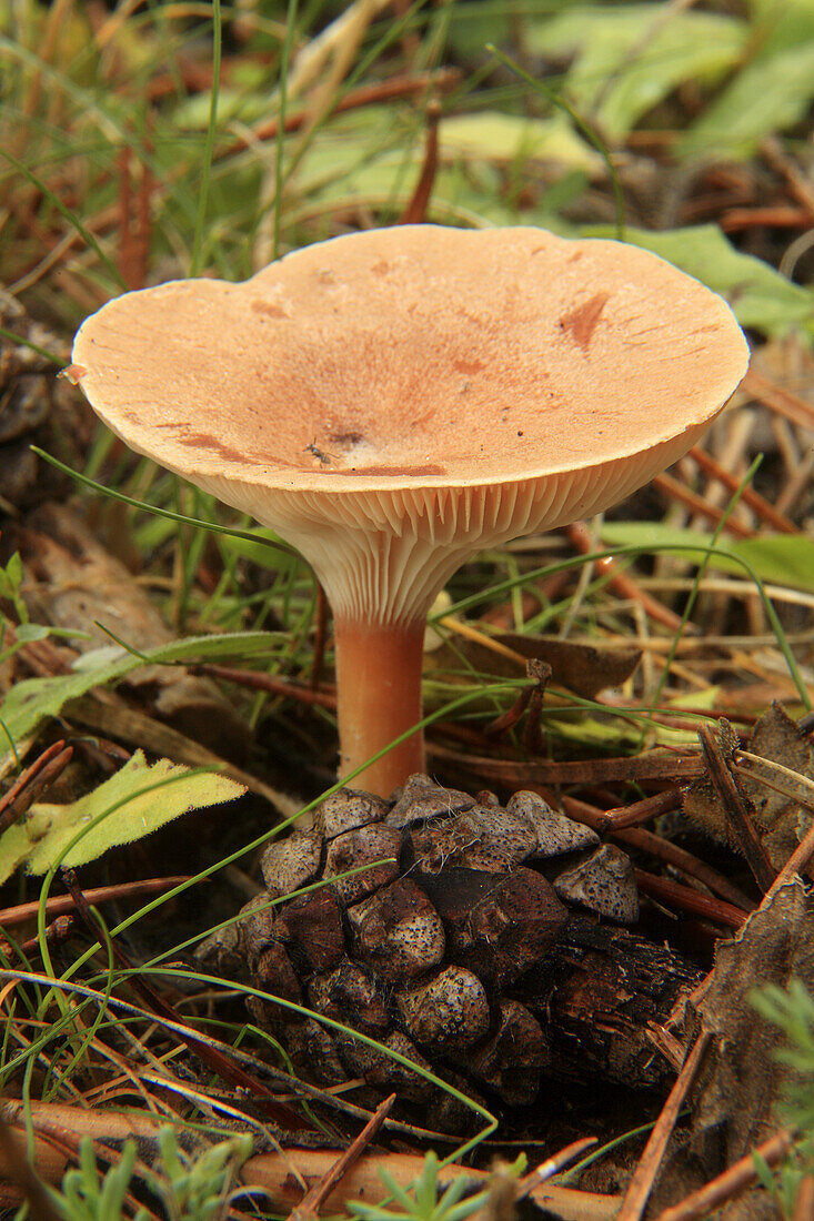 chanterelle mushroom (Cantharellus tubaeformis) in the natural park Serranía de Cuenca.