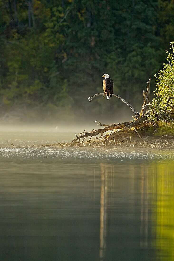 Bald Eagle (Haliaeetus leucocephalus) Alert for spawnig salmon and salmon carcasses along the Chilko River.