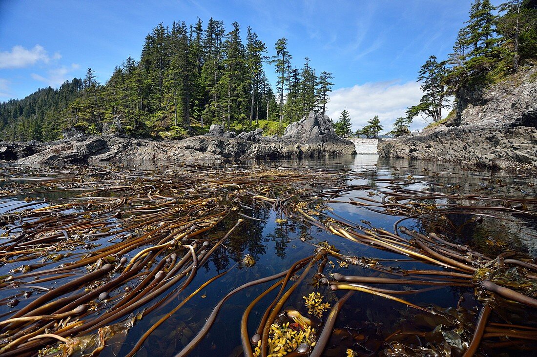 Kelp beds, Haida Gwaii (Gwaii Haanas National Park), British Columbia, Canada.