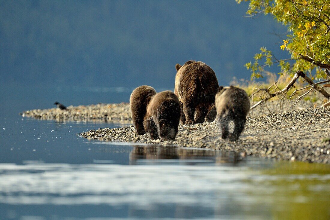 Grizzly bear (Ursus arctos)- Family hunting and feeding along a riverbank during the sockeye salmon run, Chilcotin Wilderness, BC Interior, Canada.