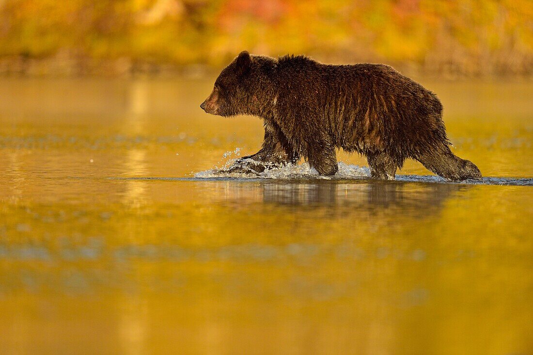 Grizzly bear (Ursus arctos)- Yearling (second-year) cub wading in a salmon river during the autumn spawning season, Chilcotin Wilderness, BC Interior, Canada.