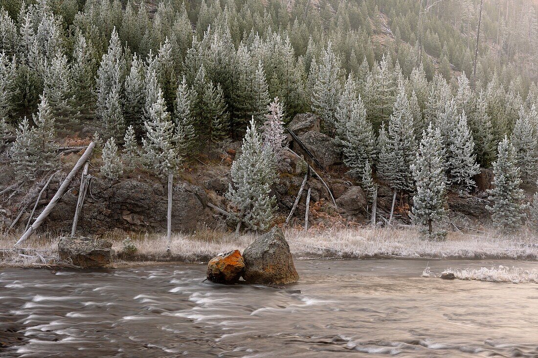 Morning frost around the Gibbon River near Beryl Spring, Yellowstone NP, Wyoming, USA.