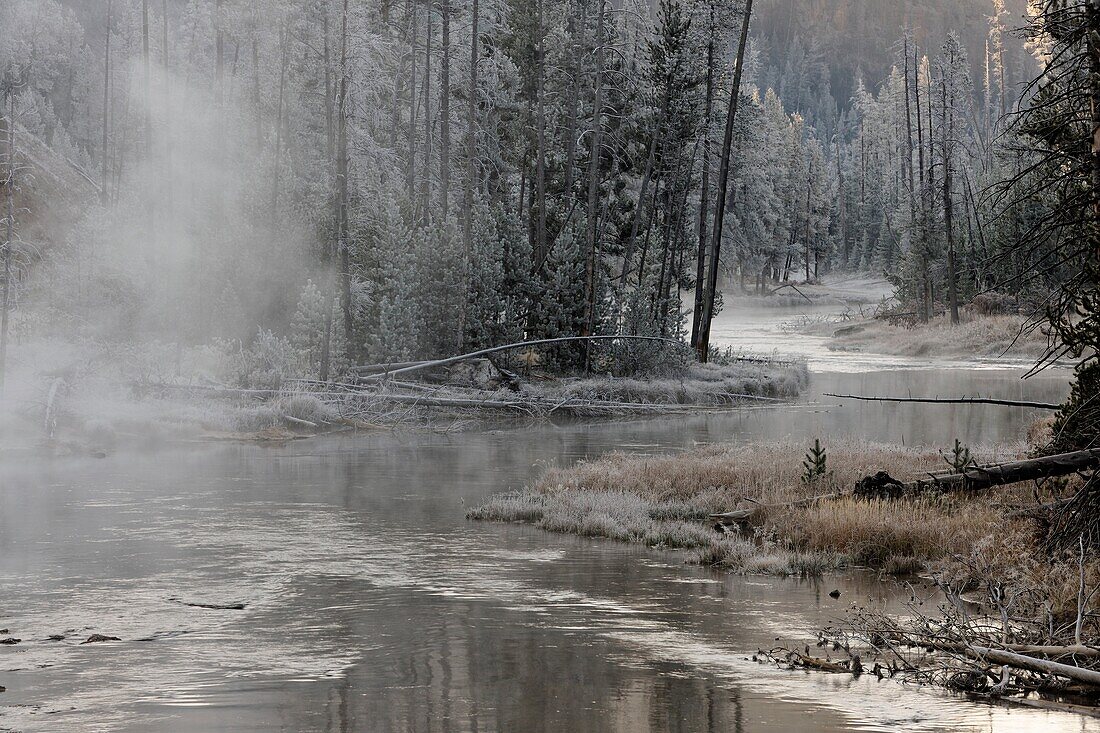 Frosted trees near the Gibbon River, Yellowstone NP, Wyoming, USA.