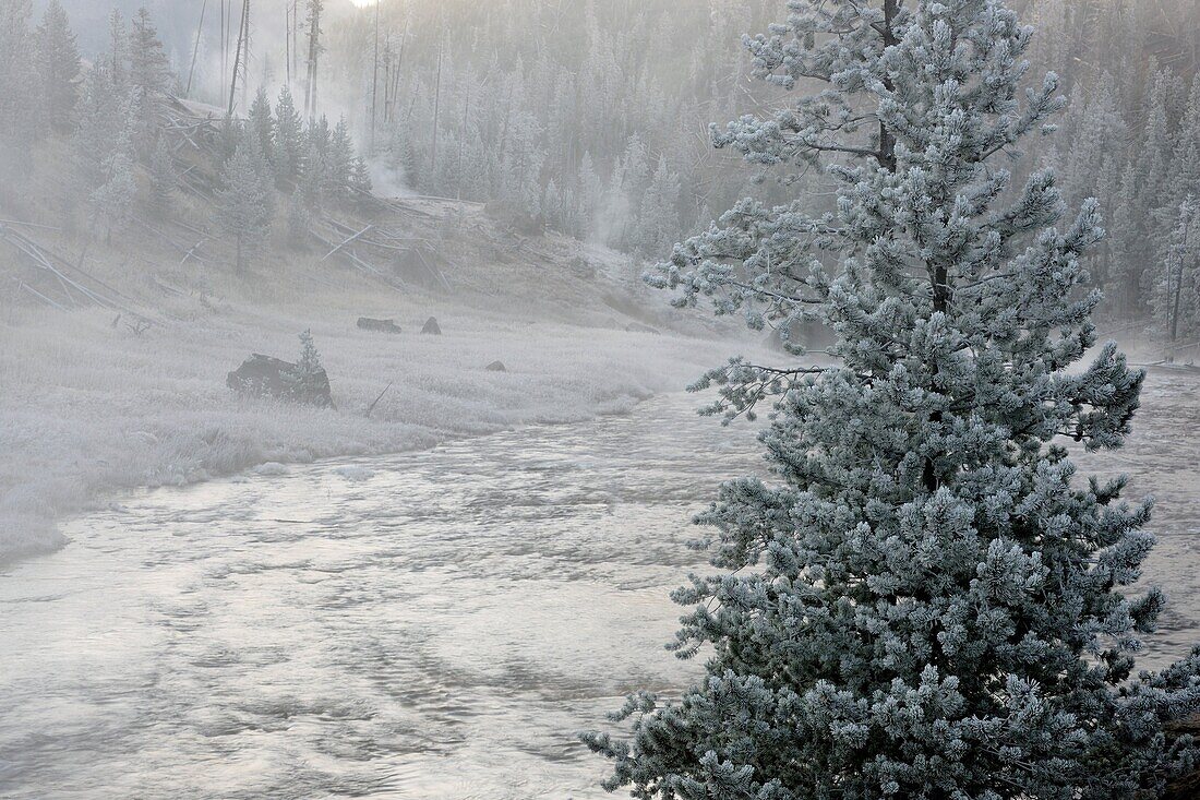 Morning frost around the Gibbon River near Beryl Spring, Yellowstone NP, Wyoming, USA.