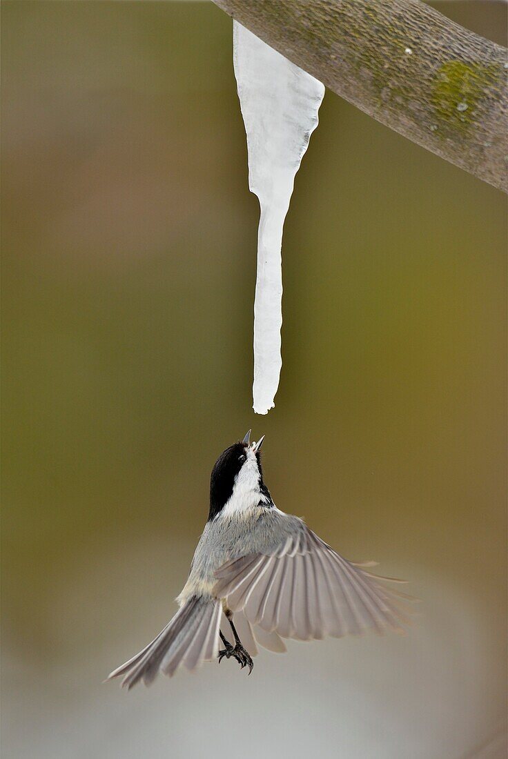 Black-capped Chickadee (Poecile atricapillus) feeding on maple sap dripping from a maple icicle.