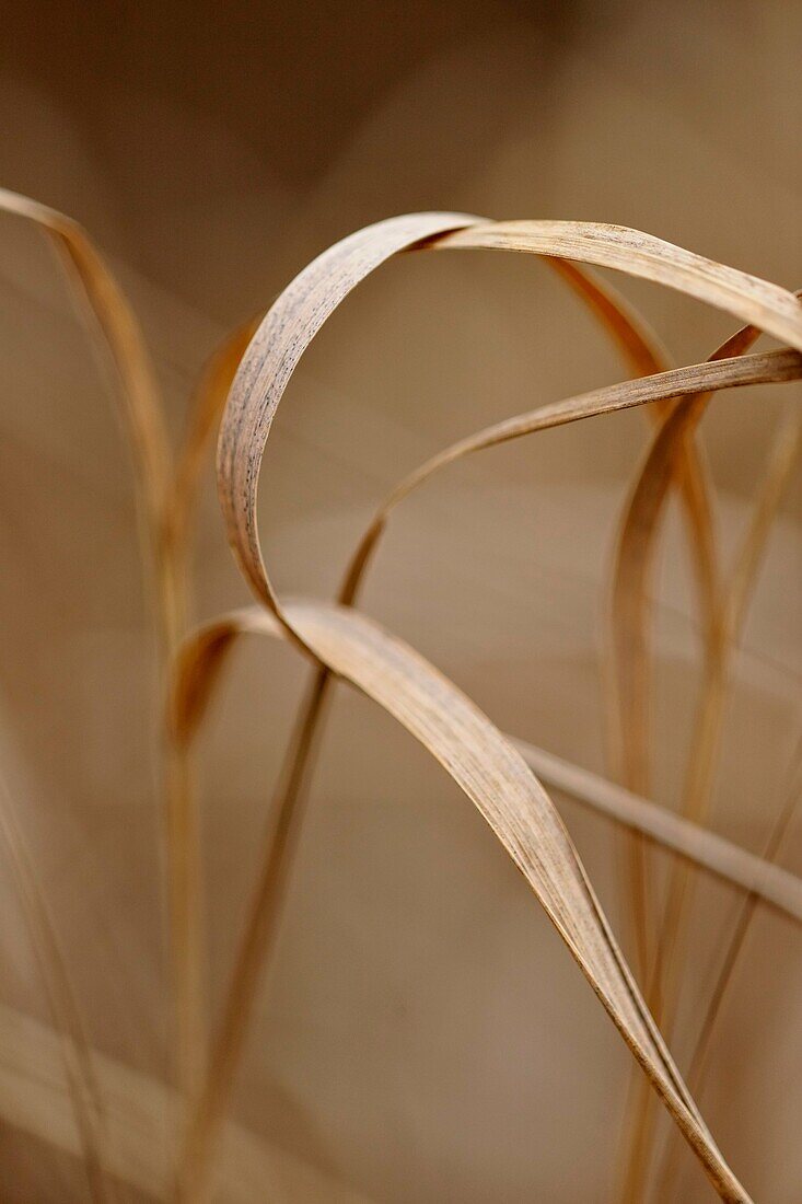 Bearded shorthusk grass (Brachyelytrum erectum) Leaves in late autumn.