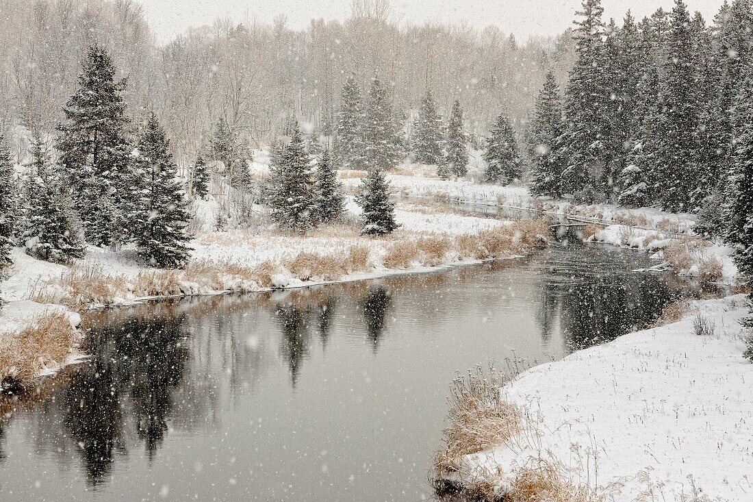 Junction Creek in early winter snowfall, Greater Sudbury (Lively), Ontario, Canada.