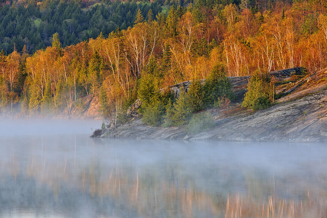 Spring foliage in the fog along the shores of Simon Lake, Greater Sudbury (Naughton), Ontario, Canada.