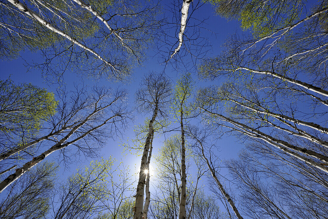Looking up in a birch woodland with emerging spring foliage, Greater Sudbury (Lively), Ontario, Canada.