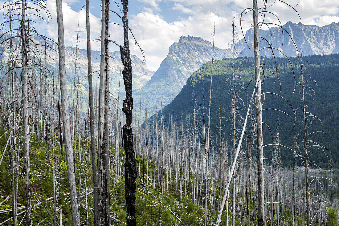 The Highline Trail, Glacier National Park, Montana, USA.