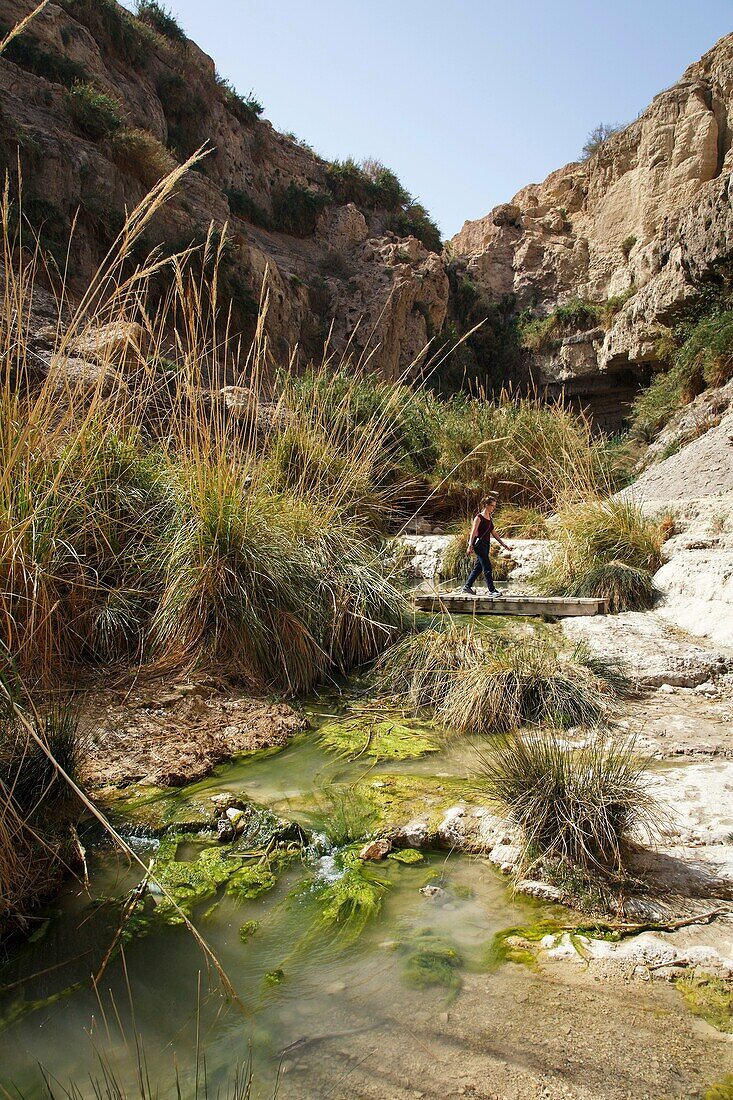 Wadi David, Ein Gedi nature reserve, Judean Desert, Israel.