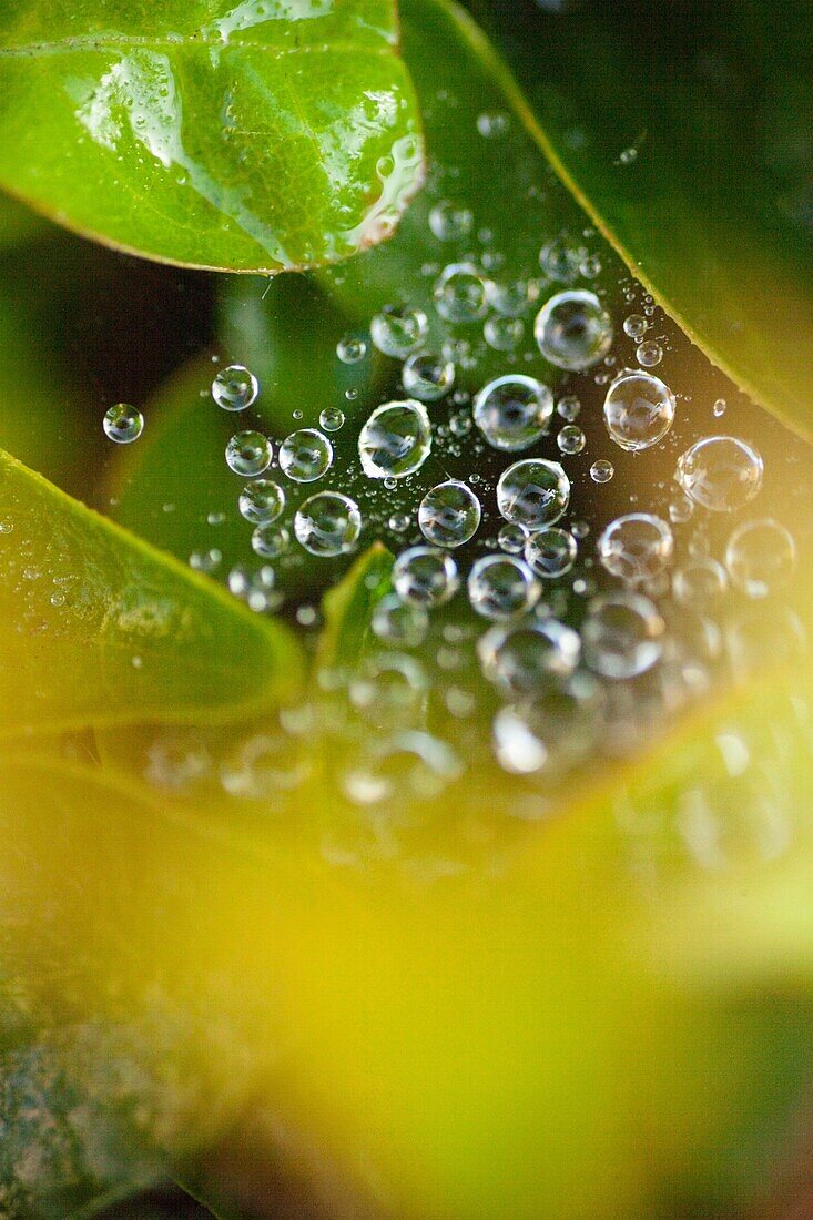 dew on a web