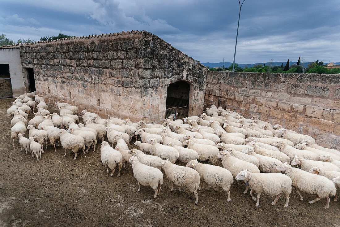 flock of sheep, Son Ripoll Vell, Son Sardina, Palma, Mallorca, Balearic Islands, Spain, europe.